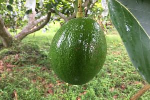 酪梨-Choquette(秋可得)~<產季11月初>果皮不變色#後熟期約5-9天#